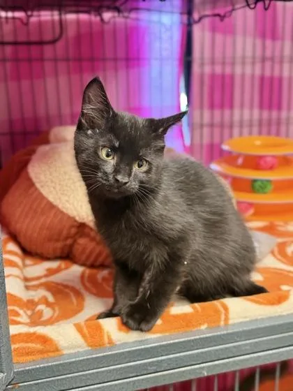 A baby medium-sized male Domestic Short Hair cat named Reaper for adoption in Aberdeen, SD