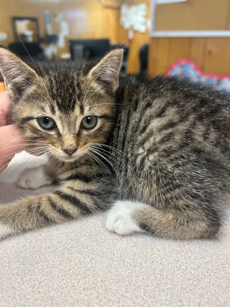 A baby medium-sized male Domestic Short Hair cat named Shorty for adoption in Benton, AR