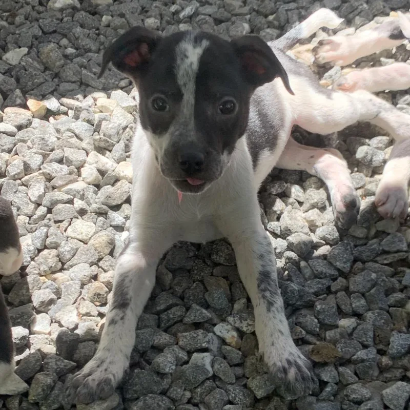 A baby small-sized female White / Cream Mixed Breed dog named Cat for adoption in Franklin, NC