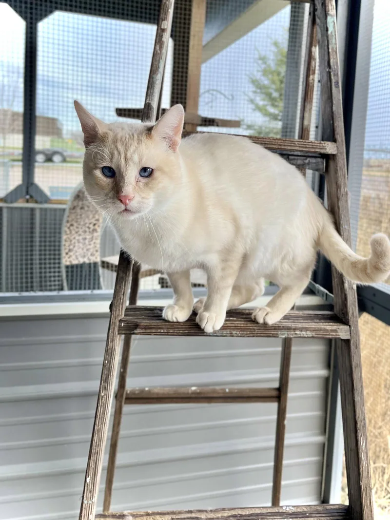 An adult medium-sized male Domestic Short Hair cat named Bart for adoption in Estherville, IA