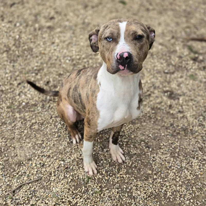 An adult medium-sized male Brindle Terrier dog named Marco for adoption in Dodgeville, WI