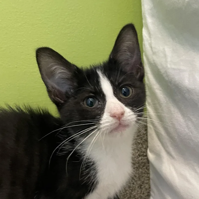 A baby small-sized female Domestic Short Hair cat named Hickory Nut for adoption in Chicago, IL