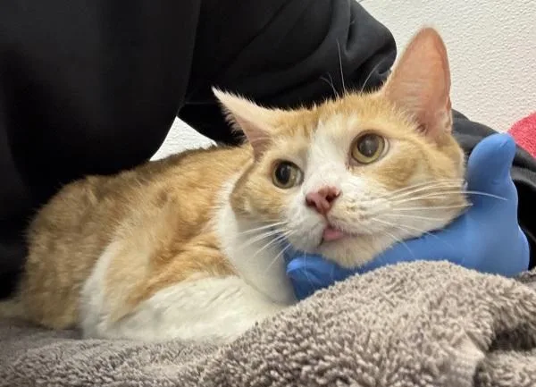 A senior large-sized male Domestic Short Hair cat named Standley Bonded W for adoption in Silverdale, WA