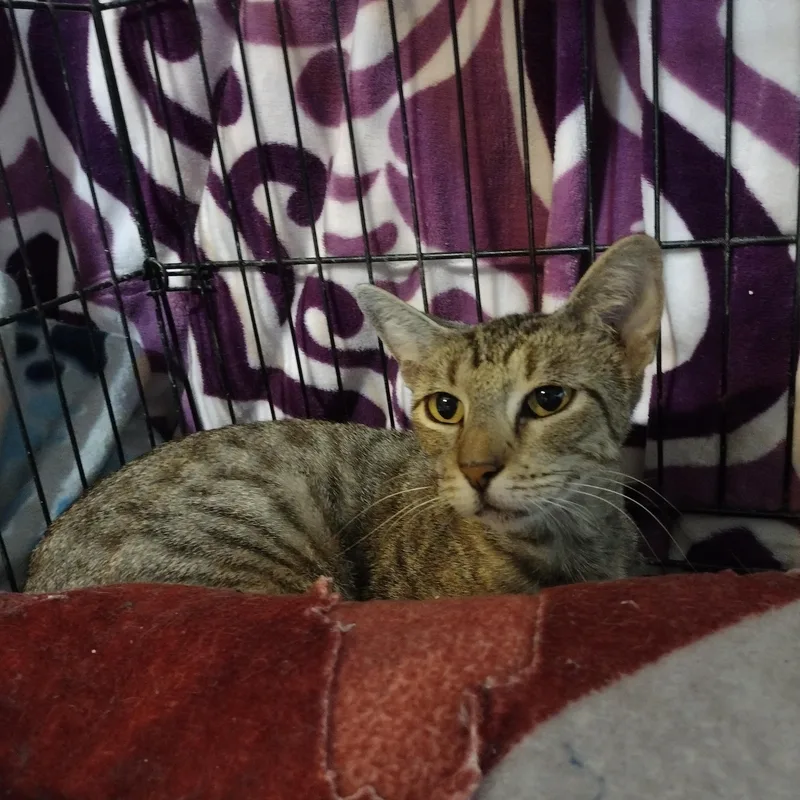 An adult medium-sized female Tabby (Brown / Chocolate) Manx cat named Maevyn the manx for adoption in Mineola, TX