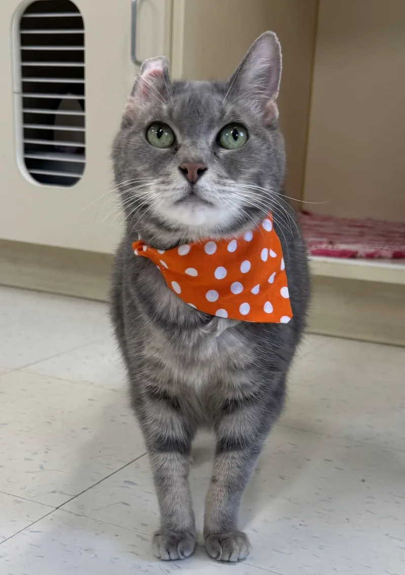 A senior medium-sized female Tabby (Gray / Blue / Silver) Domestic Short Hair cat named Beatrice for adoption in Manistee, MI
