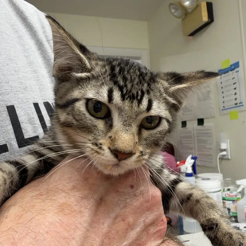 A baby small-sized female Black Domestic Short Hair cat named Georgia for adoption in Colorado Springs, CO