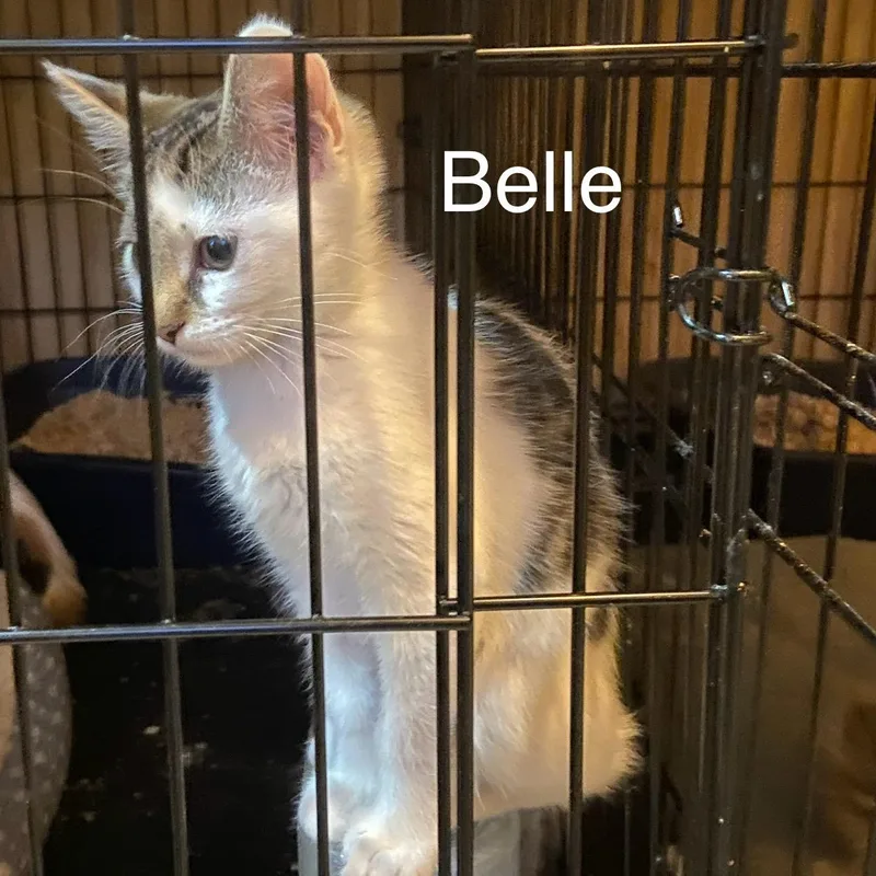 Belle