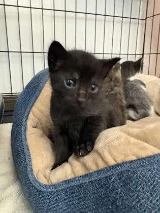 A baby small-sized male Domestic Short Hair cat named Chris for adoption in Palm Coast, FL