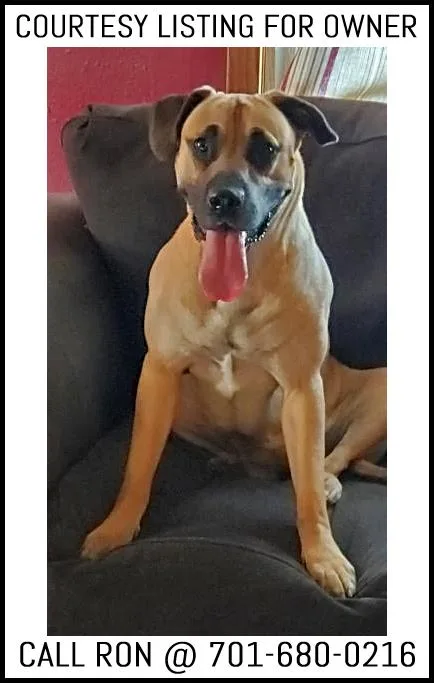 An adult large-sized female Yellow / Tan / Blond / Fawn Great Dane dog named Coco Courtesy Listing for adoption in Valley City, ND