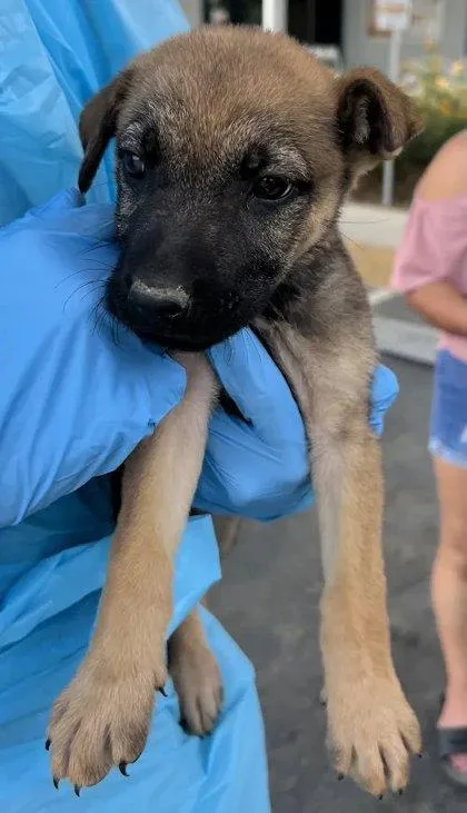 A baby small-sized female Shepherd dog named Egg Roll for adoption in Fresno, CA
