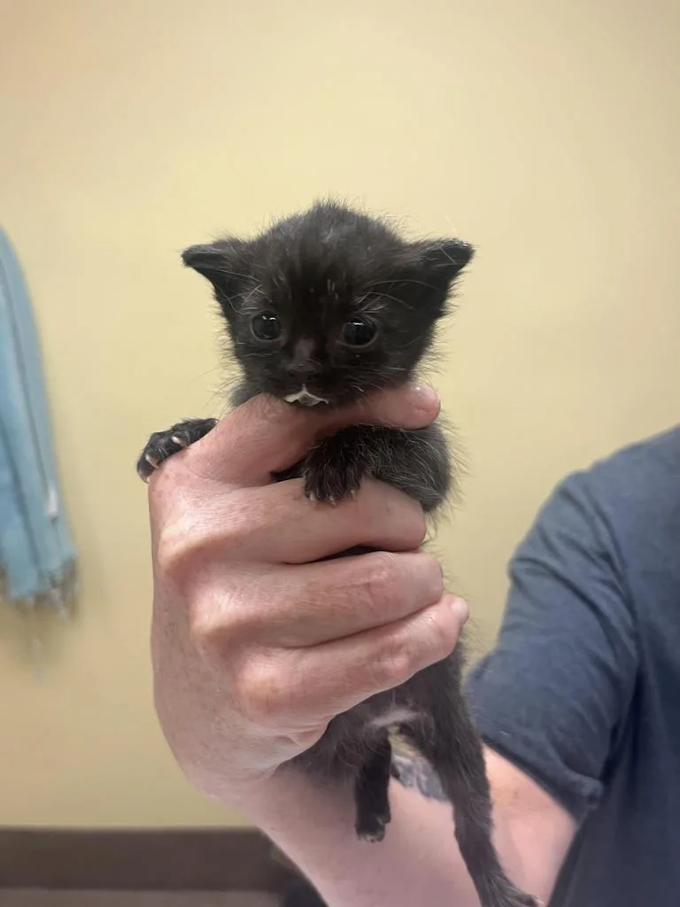 A baby medium-sized female Domestic Short Hair cat named Karma for adoption in Florence, SC