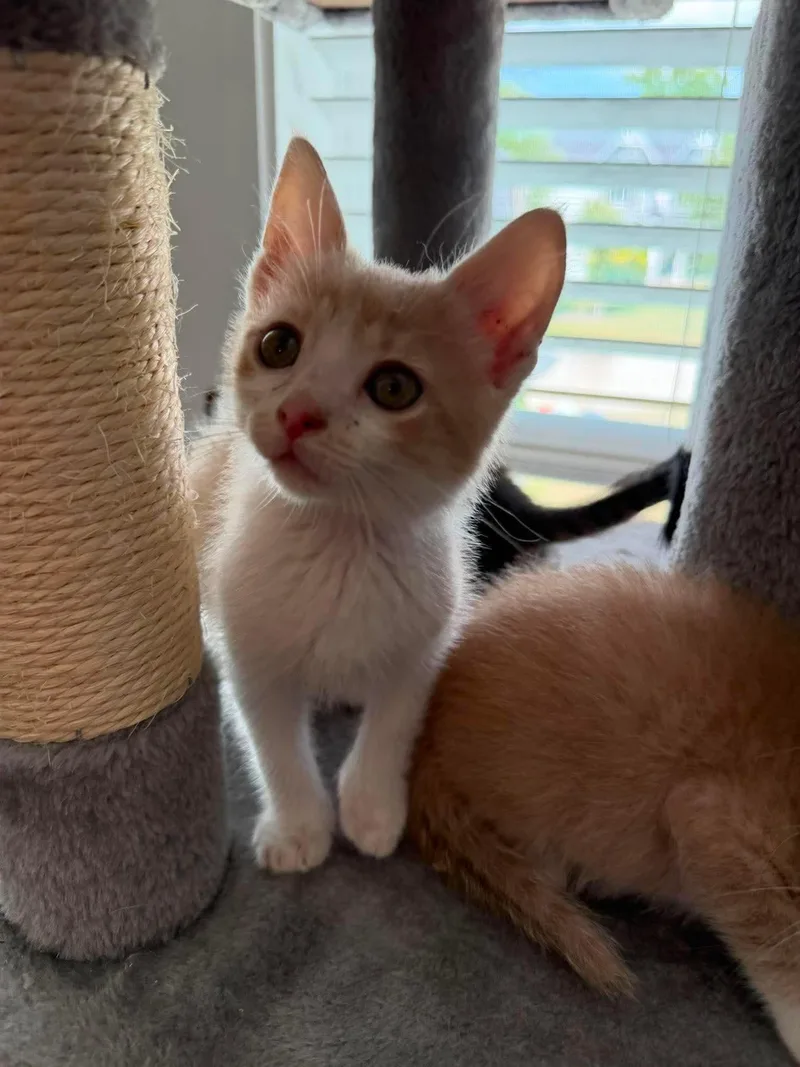 A baby medium-sized male Orange & White Domestic Short Hair cat named Ian for adoption in Aberdeen, NC