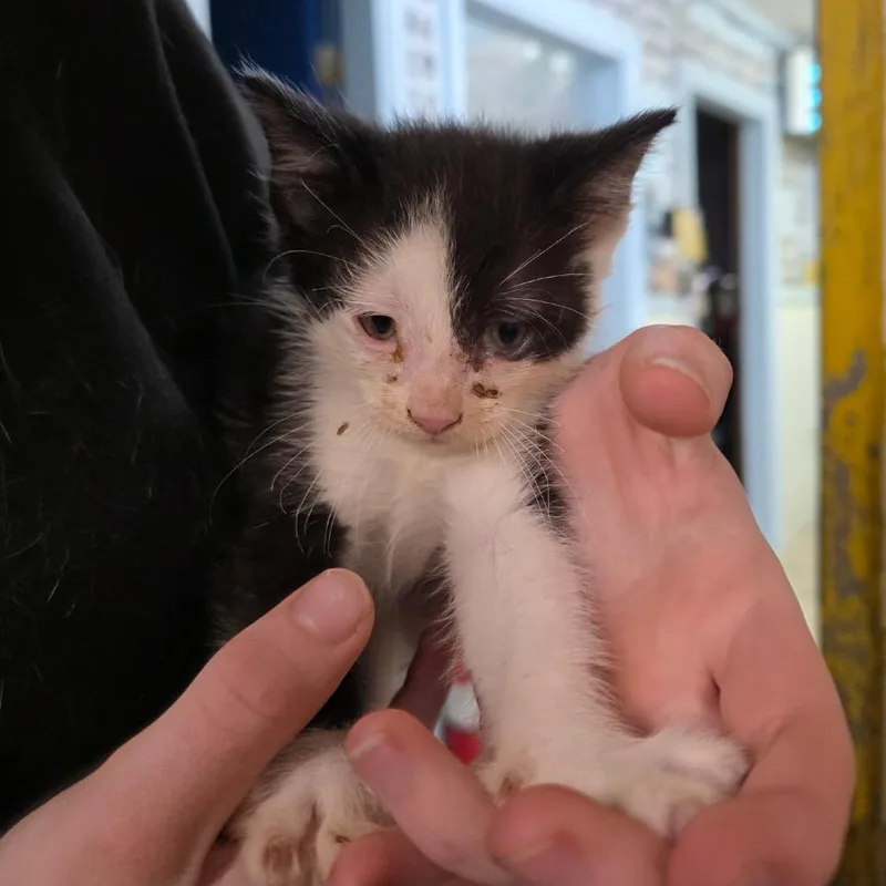 A baby small-sized male Black Domestic Short Hair cat named Pouncy for adoption in Eureka Springs, AR