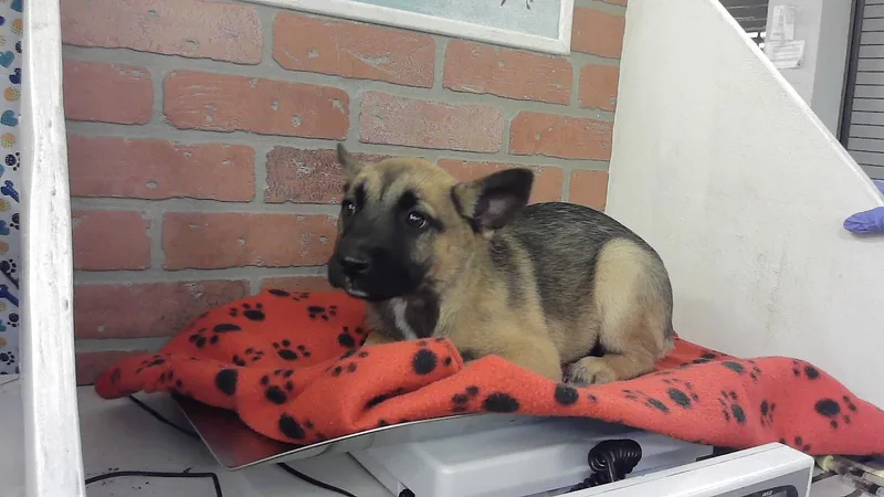 A baby small-sized female German Shepherd Dog dog named Salmon for adoption in Houston, TX