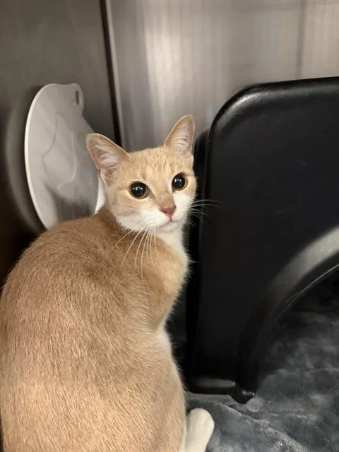 A young small-sized female Domestic Short Hair cat named Nella for adoption in Dallas, TX