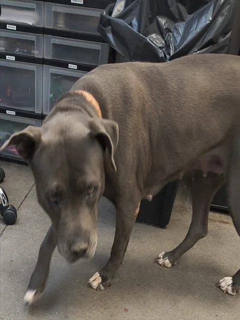 An adult large-sized female Pit Bull Terrier dog named Darma for adoption in Tucson, AZ