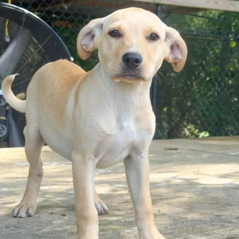 A baby large-sized female Mixed Breed dog named Pibble Preserves for adoption in Groveland, MA