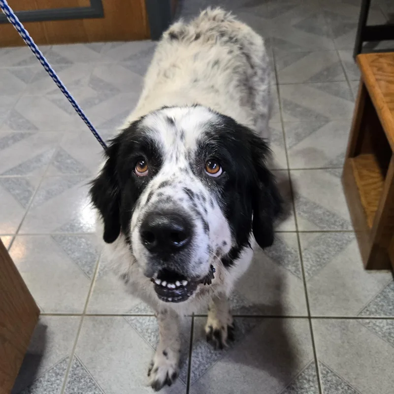 An adult large-sized female White / Cream Newfoundland Dog dog named Lucia for adoption in Normal, IL
