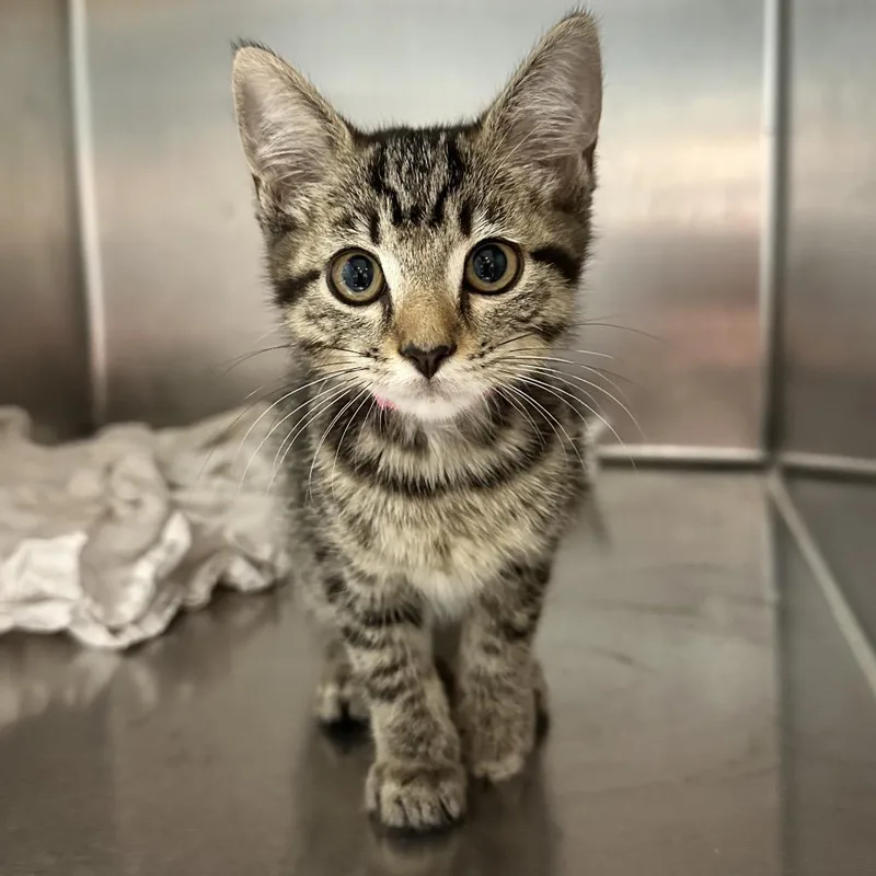 A baby small-sized female Gray / Blue / Silver Domestic Short Hair cat named Milkshake for adoption in Chattanooga, TN