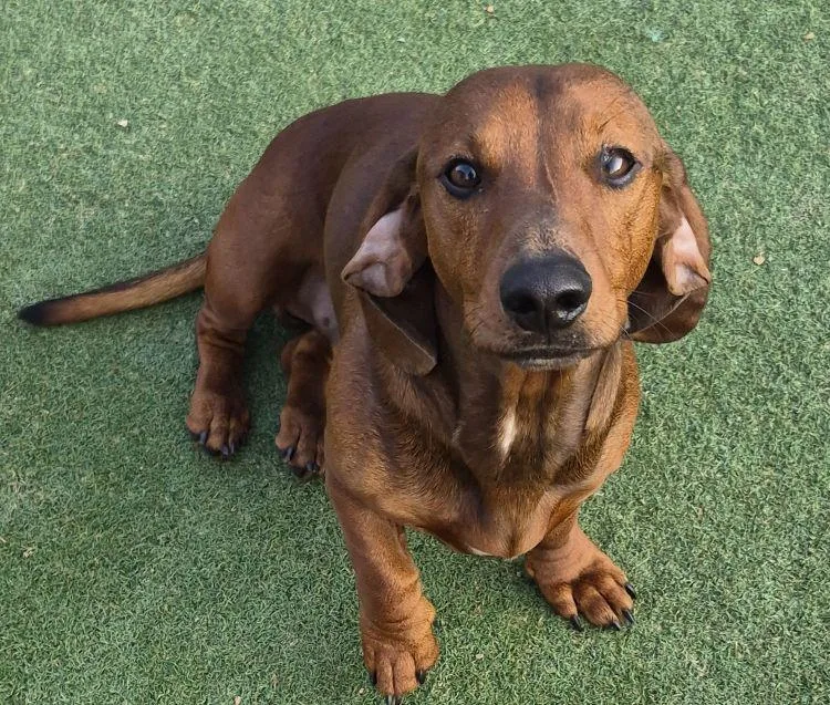 An adult small-sized male Red / Chestnut / Orange Dachshund dog named Rusty for adoption in Carrollton, TX