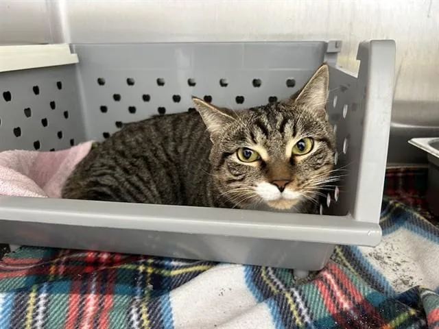 A young medium-sized male Domestic Short Hair cat named Joe for adoption in Springfield, MA
