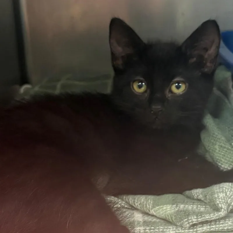 A baby small-sized female Black Domestic Short Hair cat named Flora for adoption in East Hanover, NJ
