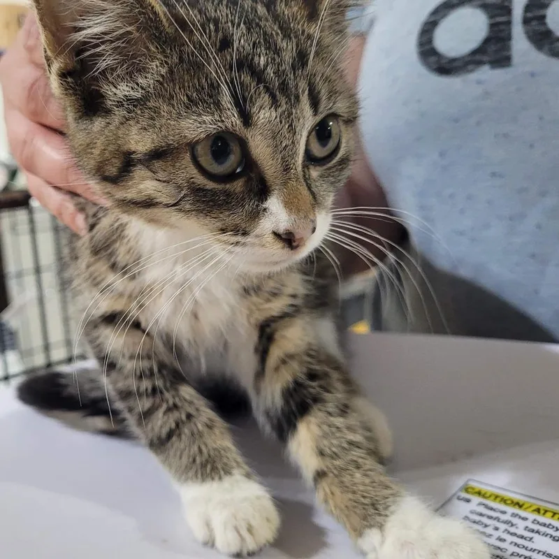 A baby small-sized female Domestic Short Hair cat named Melody for adoption in Traverse City, MI