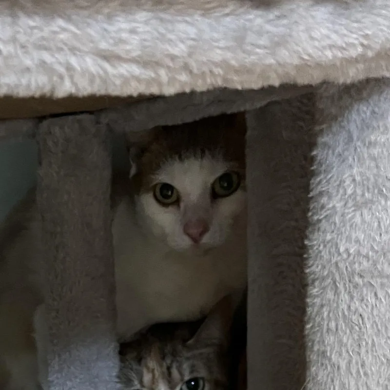 An adult large-sized male Gray / Blue / Silver Domestic Short Hair cat named Fig for adoption in Bedford, NH