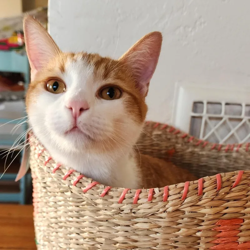 Elvis Purrsley