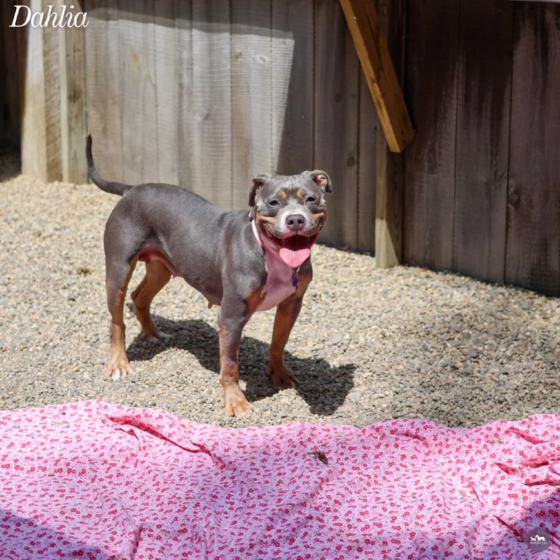 An adult medium-sized female Gray / Blue / Silver Pit Bull Terrier dog named Dahlia for adoption in Hopkinton, MA