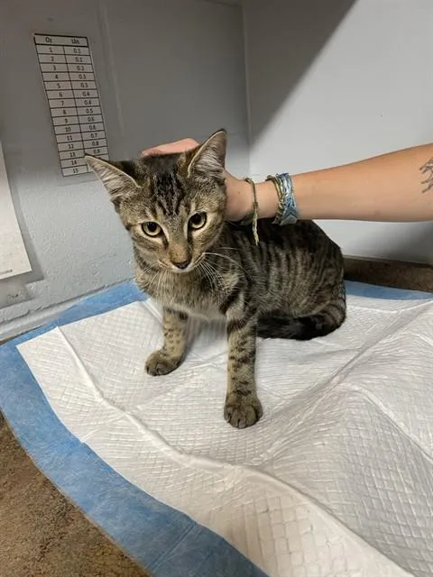 A young small-sized female Domestic Short Hair cat named Beatrice for adoption in Tallahassee, FL