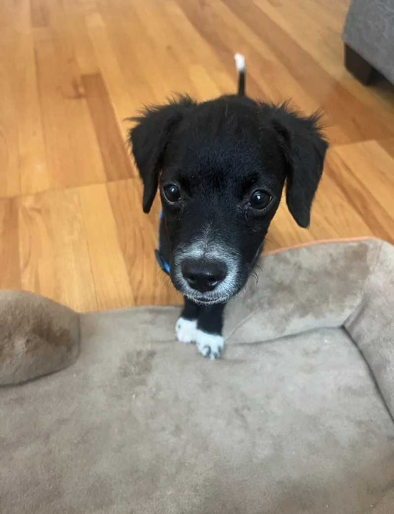 A baby medium-sized male Mixed Breed dog named Brock for adoption in Morganville, NJ