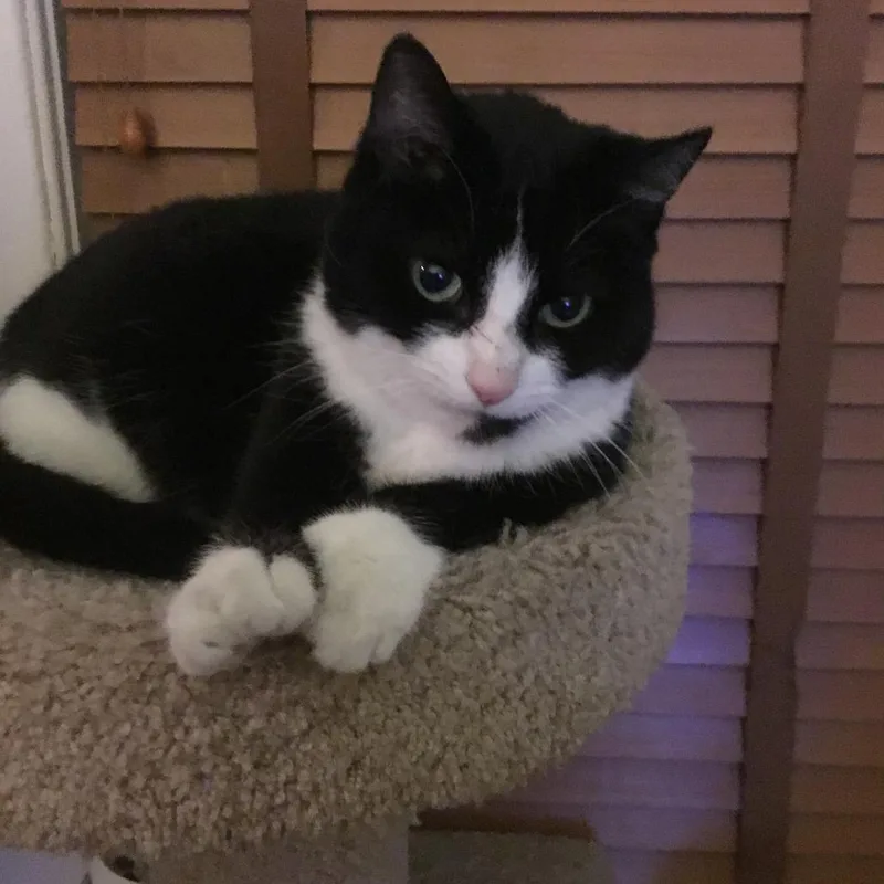 A senior medium-sized female Black Domestic Short Hair cat named Chacana for adoption in Danbury, CT