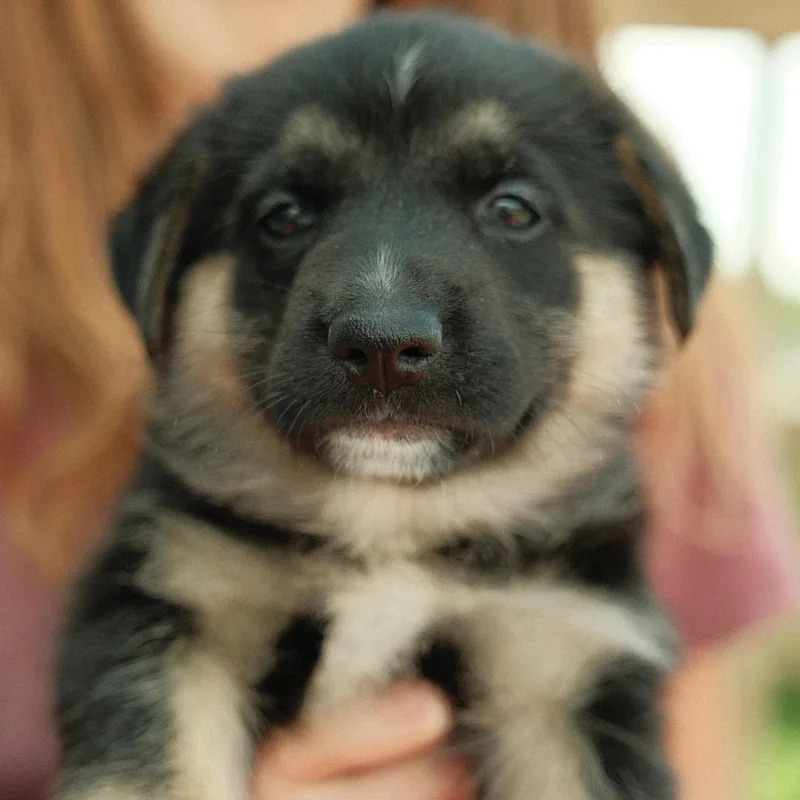 A baby small-sized female Black Mixed Breed dog named Caprese for adoption in Buffalo, MN