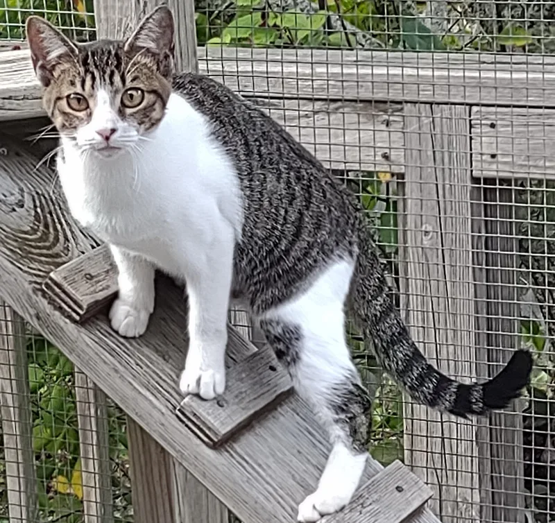 A young medium-sized female Tabby (Brown / Chocolate) Domestic Short Hair cat named Sophie for adoption in Provincetown, MA