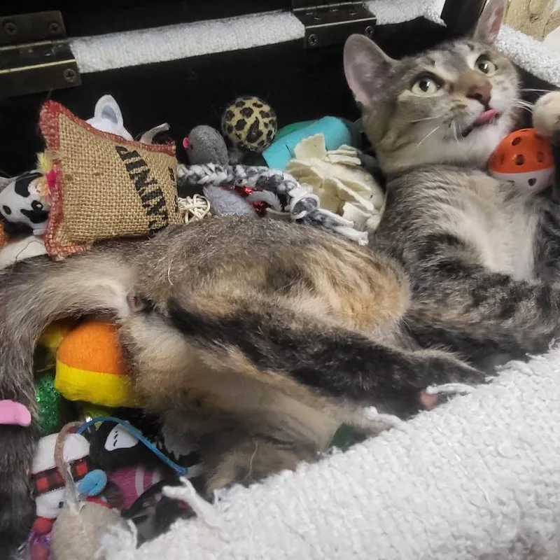 Nyla thumbnail 3