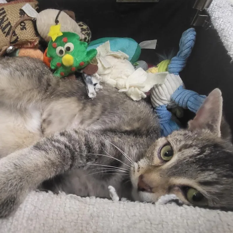 Nyla thumbnail 6