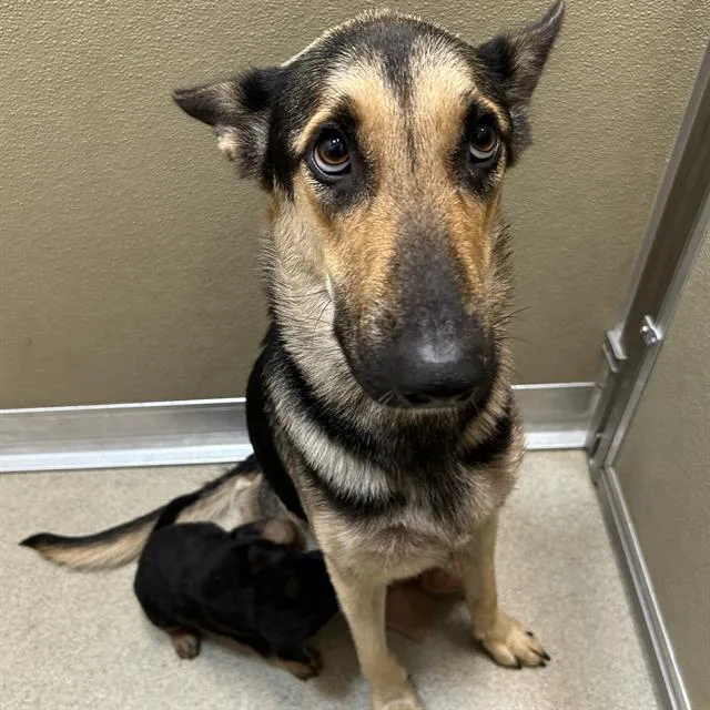 A young medium-sized female German Shepherd Dog dog named Baby for adoption in San Antonio, TX