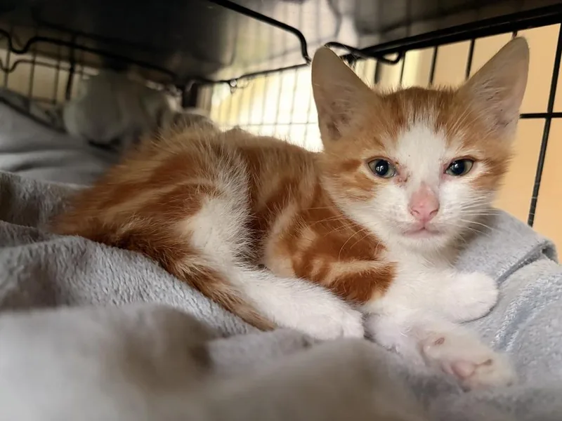 A baby small-sized male Orange & White Domestic Short Hair cat named Calvin for adoption in Lake Wylie, SC