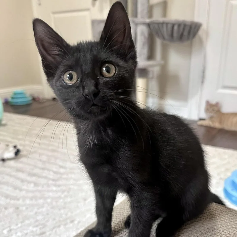 A baby small-sized female Gray / Blue / Silver Domestic Medium Hair cat named Kitsune for adoption in Prosper, TX