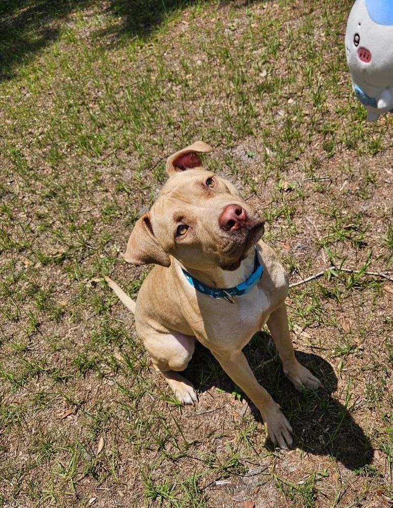 Tater Tot thumbnail 3