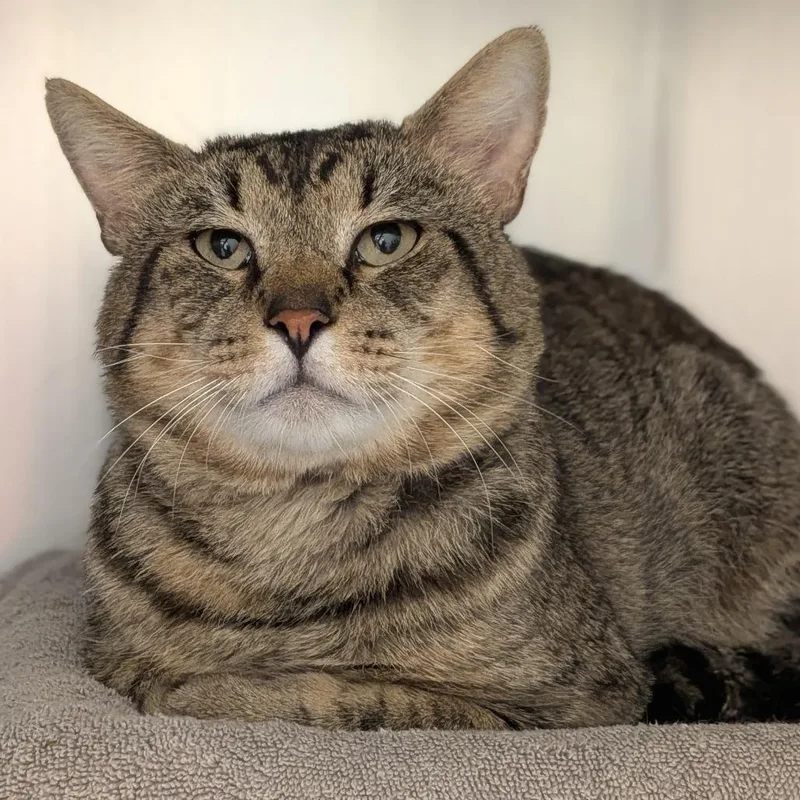 An adult large-sized male Brown / Chocolate Domestic Short Hair cat named Zig for adoption in Springfield, MA