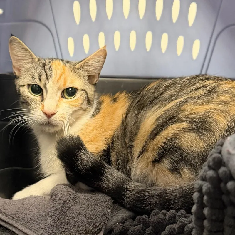 A young medium-sized female Calico Domestic Short Hair cat named Prissy for adoption in Midland, TX