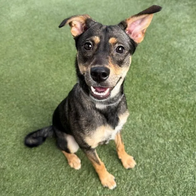 A young medium-sized female Brown / Chocolate Shepherd dog named Kima for adoption in Hawthorne, CA