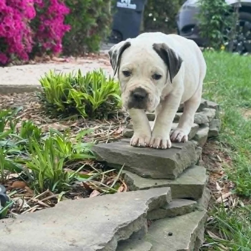 A baby large-sized female White / Cream Mastiff dog named Frederick Minion's Litter  for adoption in manchester, PA
