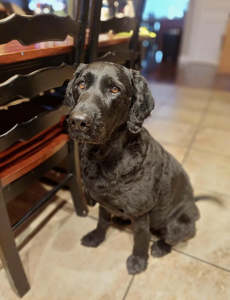 A senior large-sized female Labrador Retriever dog named Bella for adoption in Glover, VT