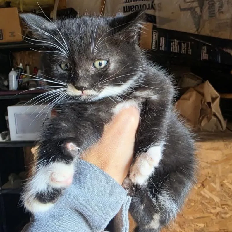 A baby small-sized female Domestic Medium Hair cat named Abby for adoption in Othello, WA