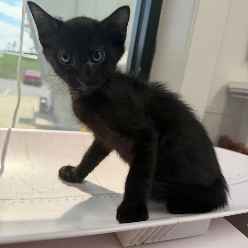 A baby small-sized male Black Domestic Short Hair cat named Kennel for adoption in Columbiana, AL
