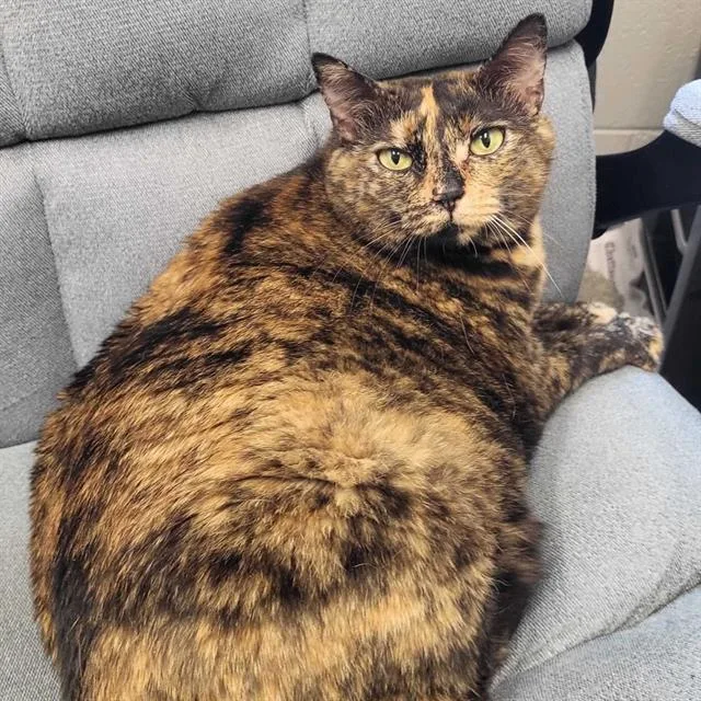 An adult small-sized female Domestic Short Hair cat named Grace for adoption in Centerville, MA