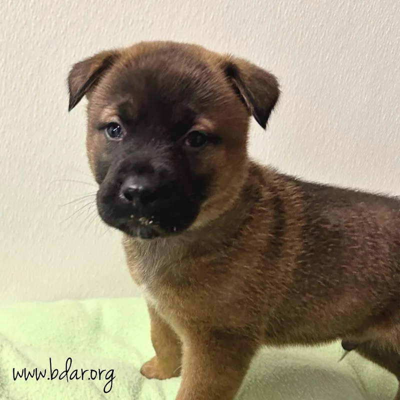 A baby medium-sized male Brown / Chocolate Mixed Breed dog named Zyler for adoption in Cheyenne, WY